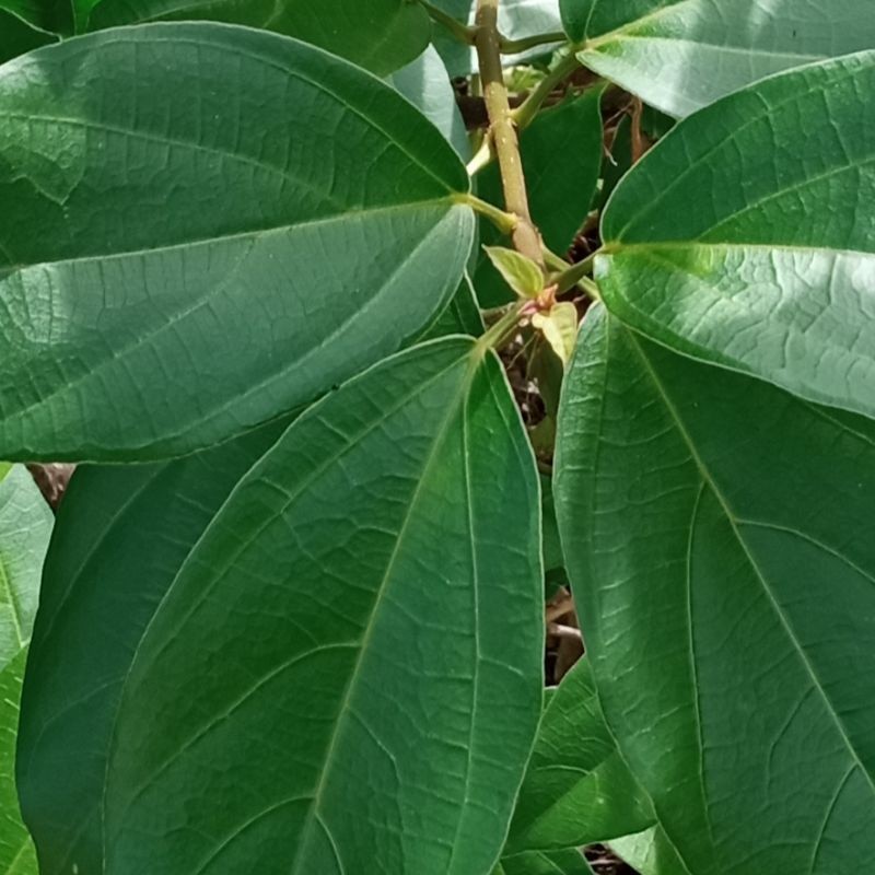 

Daun Cincau Hijau Cincau Perdu Organik Perlembar