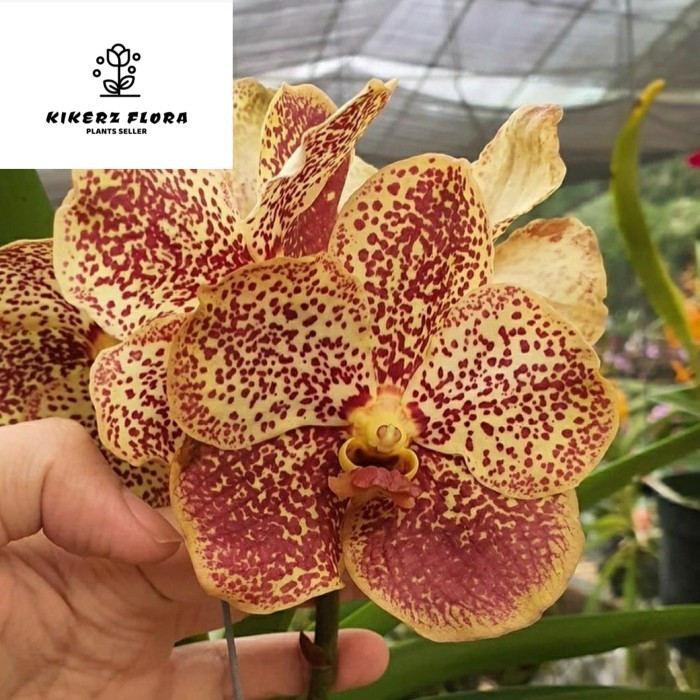 tanaman anggrek bulan spike jumbo hybird spike murah