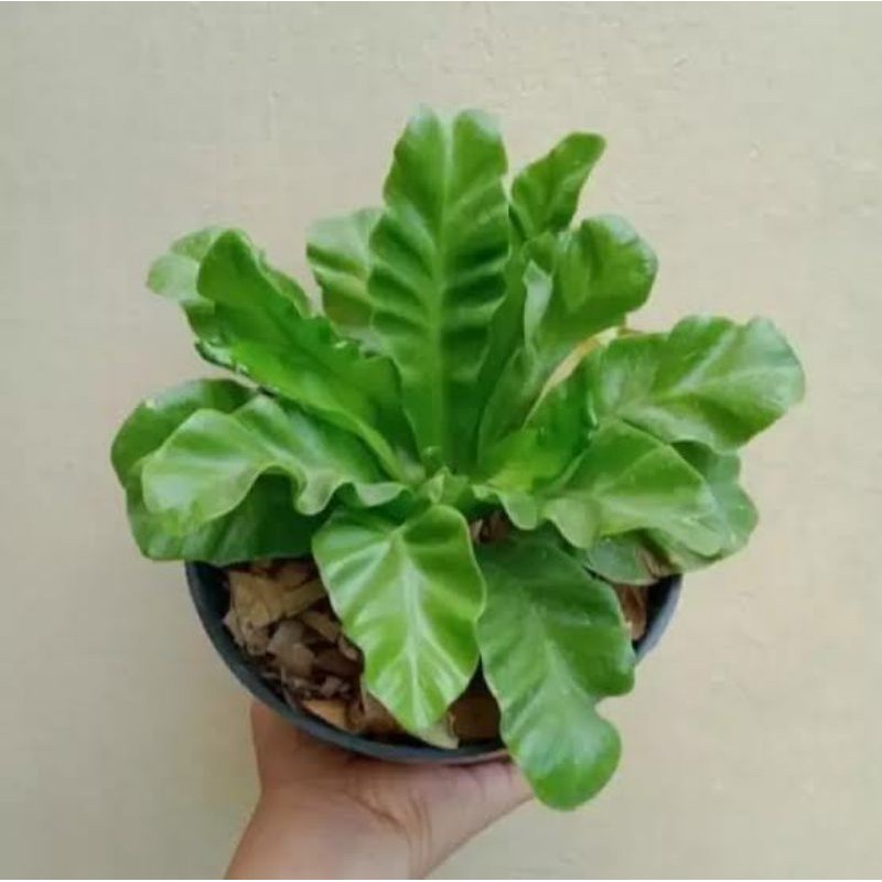 tanaman hias kadaka lasagna - lasagna mini