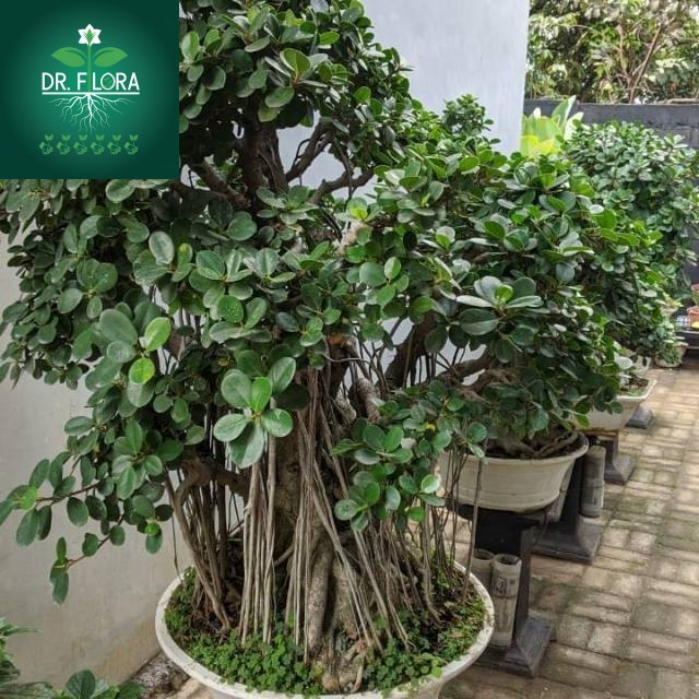 Tanaman Bonsai Beringin Dollar/ Tanaman Hias beringin Dollar korea