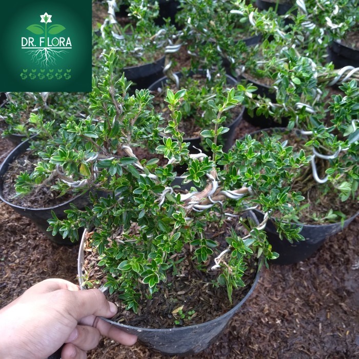 tanaman hias bonsai mini mirten - bonsai mirten