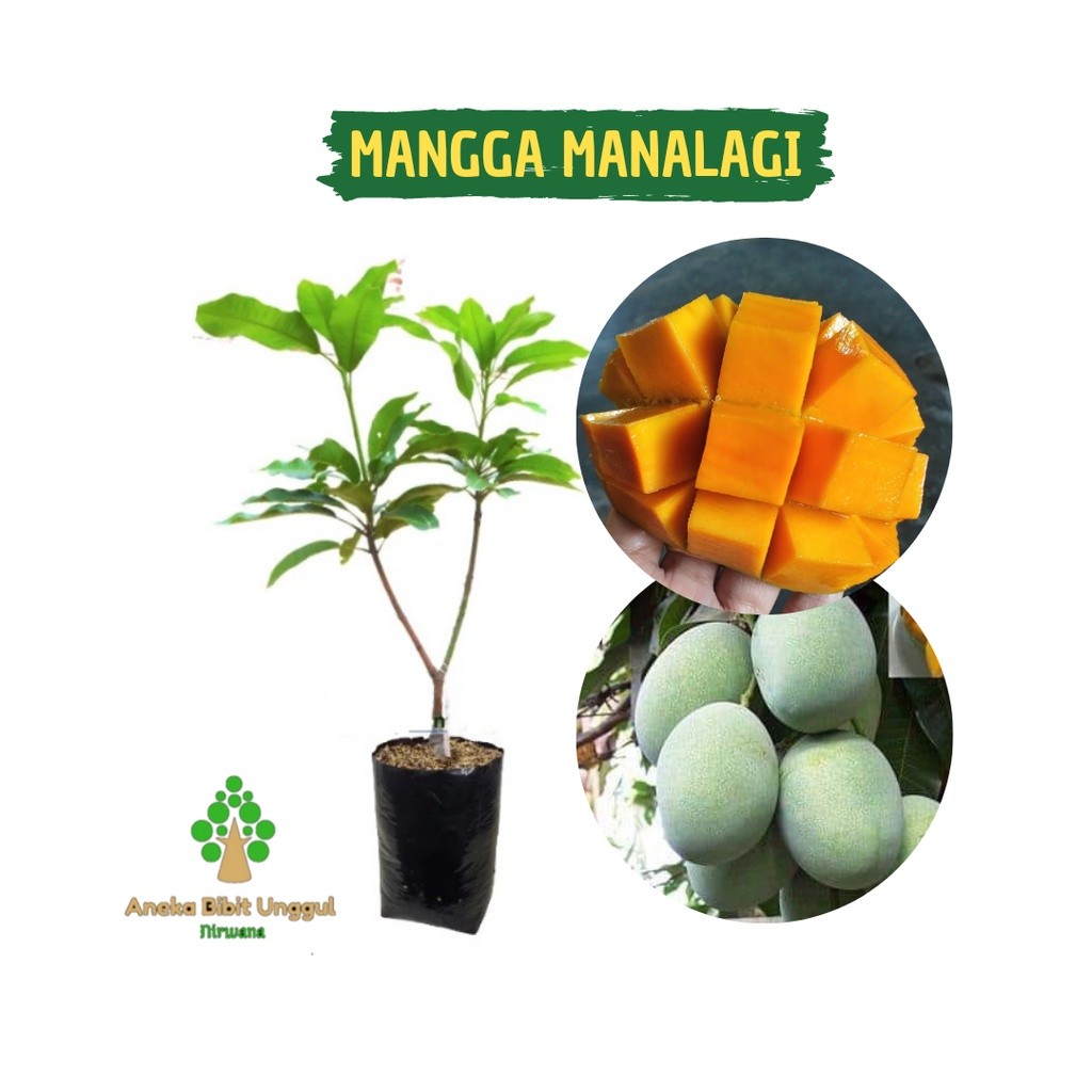 BIBIT MANGGA MANALAGI - BIBIT MANGGA MADU - BIBIT MANGGA - BIBIT MANGGA MANALAGI MADU - MANGGA MANAL