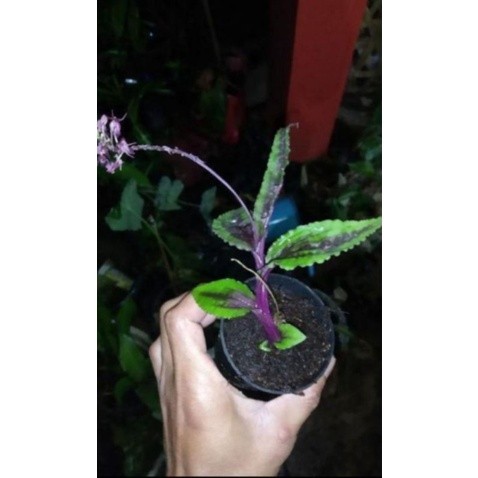 Baru Anggrek tanah melaxis purple grenn COD Batak