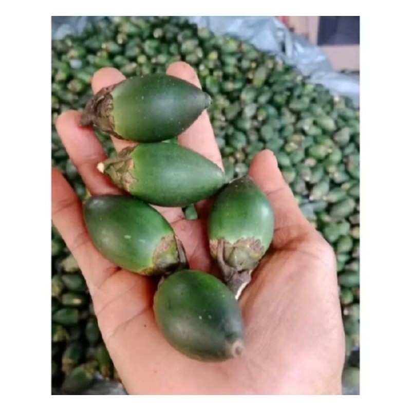 

STAMINA HERBAL 1kg Buah Pinang Jambe Muda Segar