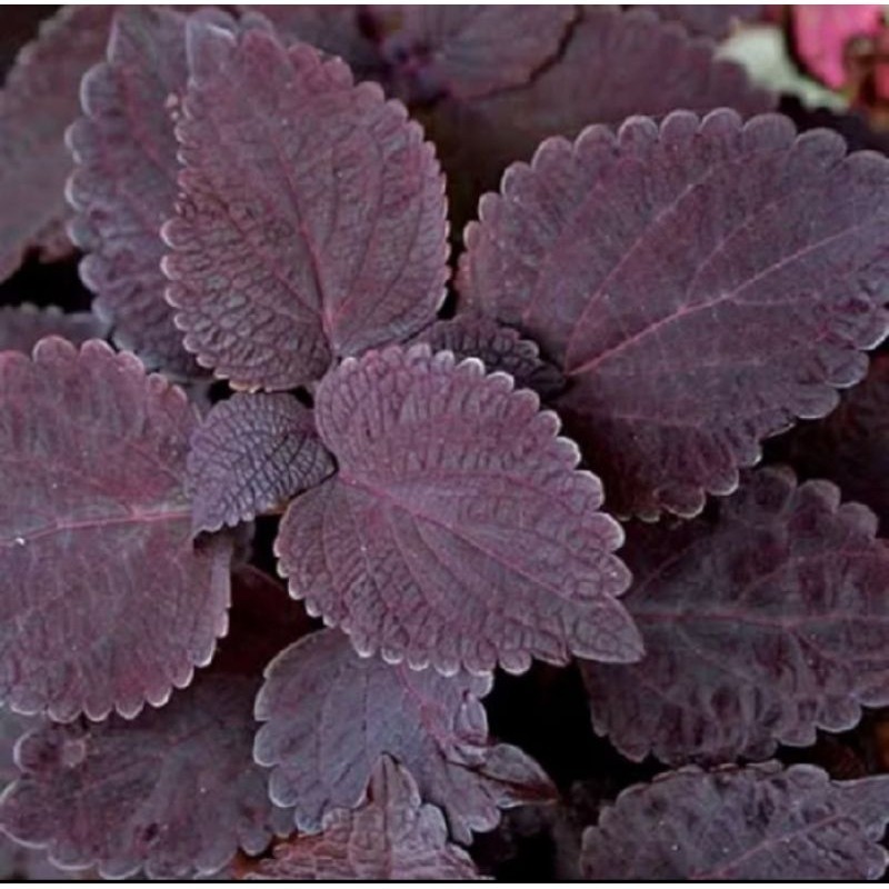 

DAUN JAWER KOTOK untuk 100 lembar ready stok - S Herbal