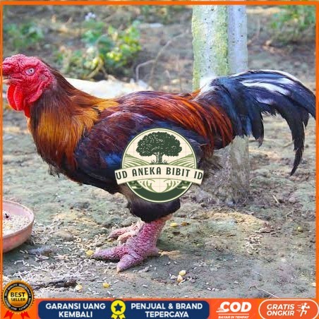 

Telur ayam dong tao / telur ayam hias / telur fertil siap cod UD ANEKA BIBIT ID
