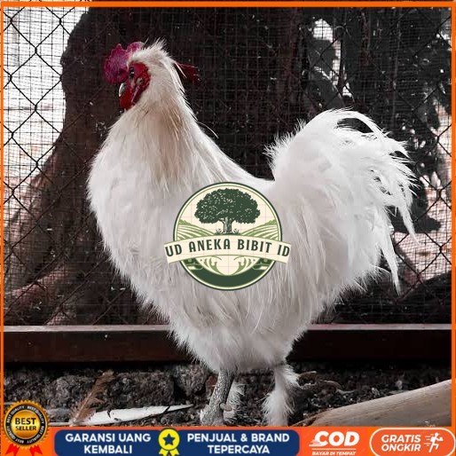 

Telur ayam kapas / telur ayam hias / telur fertil siap kirim UD ANEKA BIBIT ID