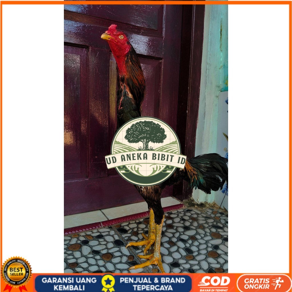 

Telur ayam shamo jepang bangkok aduan fertil asli siap ditetaskan - ayam-shamo UD ANEKA BIBIT ID