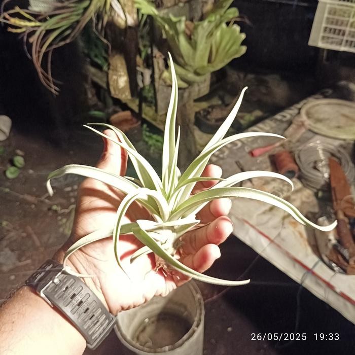 tillandsia capitata silver rose