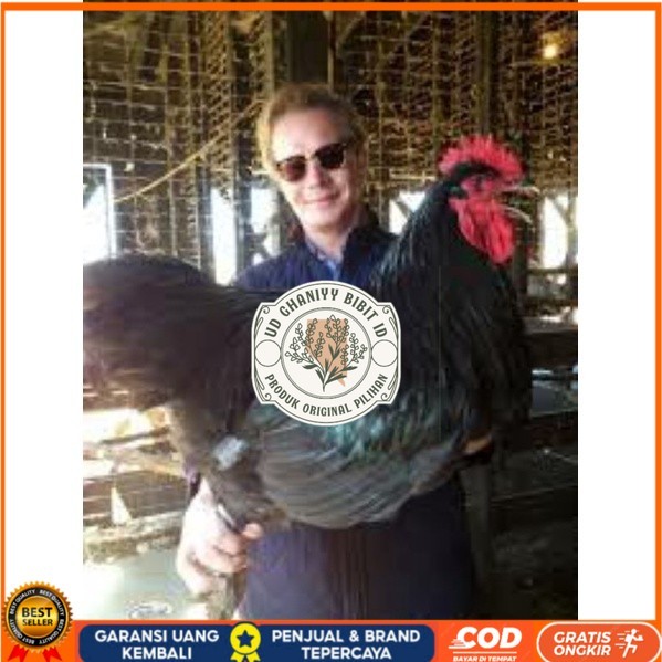 

TELUR AYAM LARMOD SUPER JUMBO RAKSASA UNTUK DI TETASKAN UD GHANIYY BIBIT ID