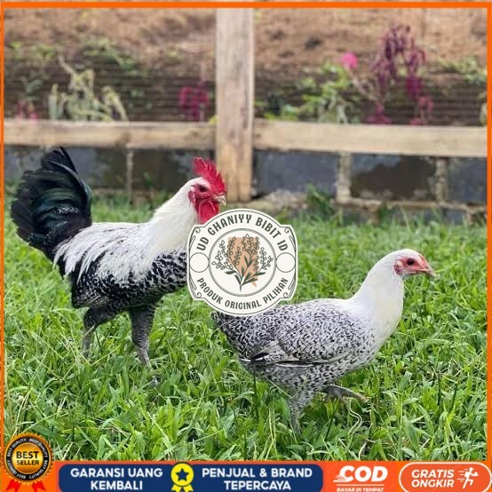 

Telur ayam arab fertil asli siap ditetaskan UD GHANIYY BIBIT ID