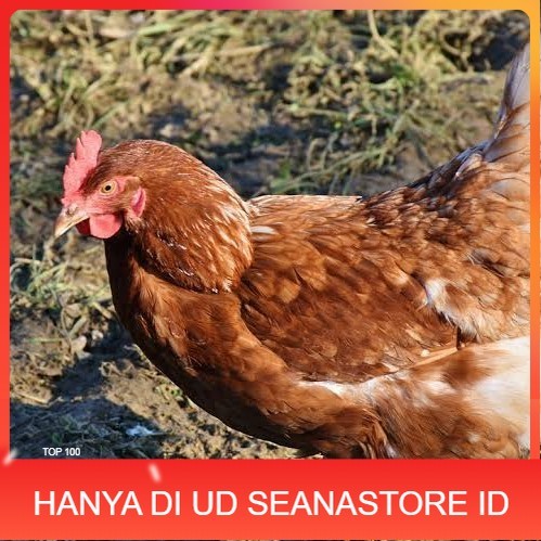 

Telur ayam rodhe island / telur ayam hias / telur fertil siap kirim UD SEANASTORE ID