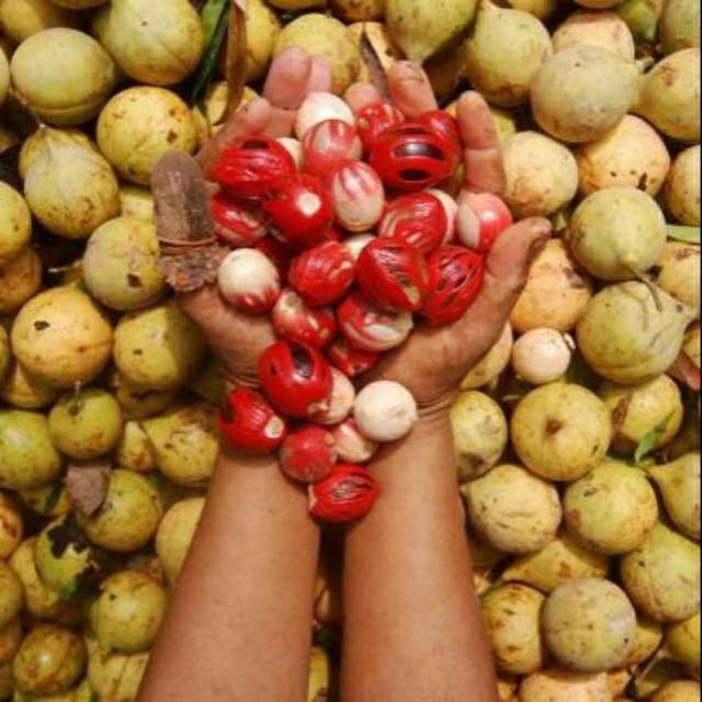 

Termurah Buah pala tua bulat 1kg segar organik siap petik