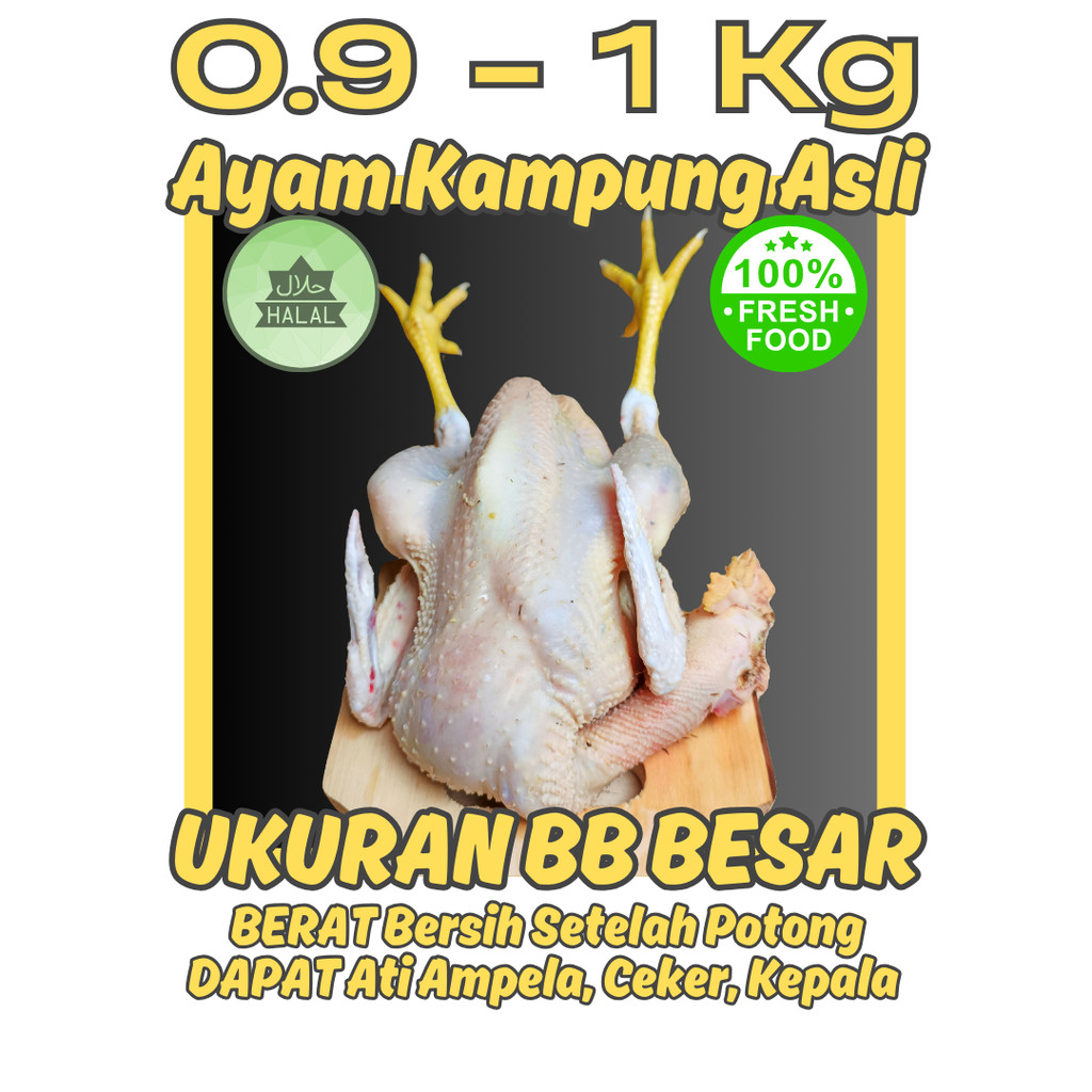 

AYAM KAMPUNG ASLI FRESH DAGING MUDA EMPUK BESAR BERAT 0.9 - 1 KG POTONG SETELAH ORDER BUKAN FROZEN