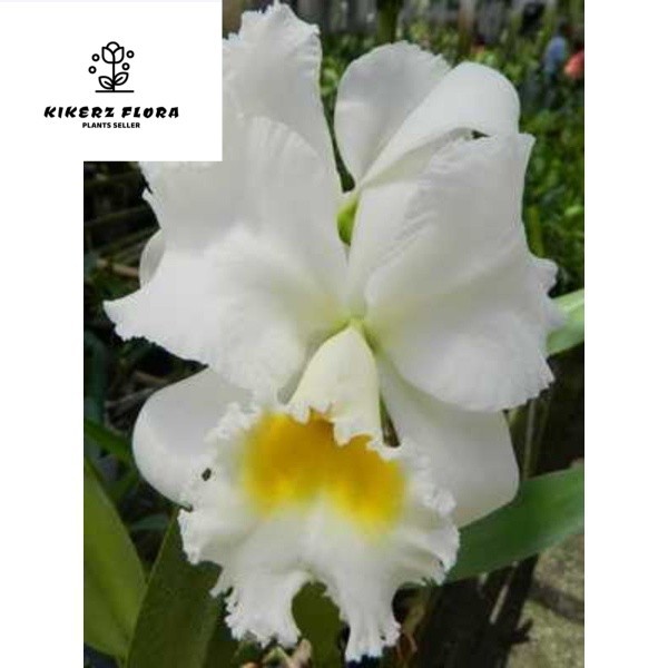 anggrek Cattleya bunga putih lidah kuning dewasa/spike +pot angrek kuning pinggir putih catleya Nimi
