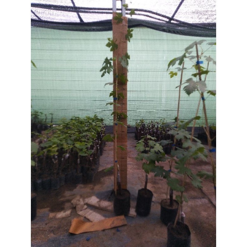 [] 2 Bibit anggur import Jupiter ninel gozv trans vales Everest ,batang besar siap di buahkan dalam 