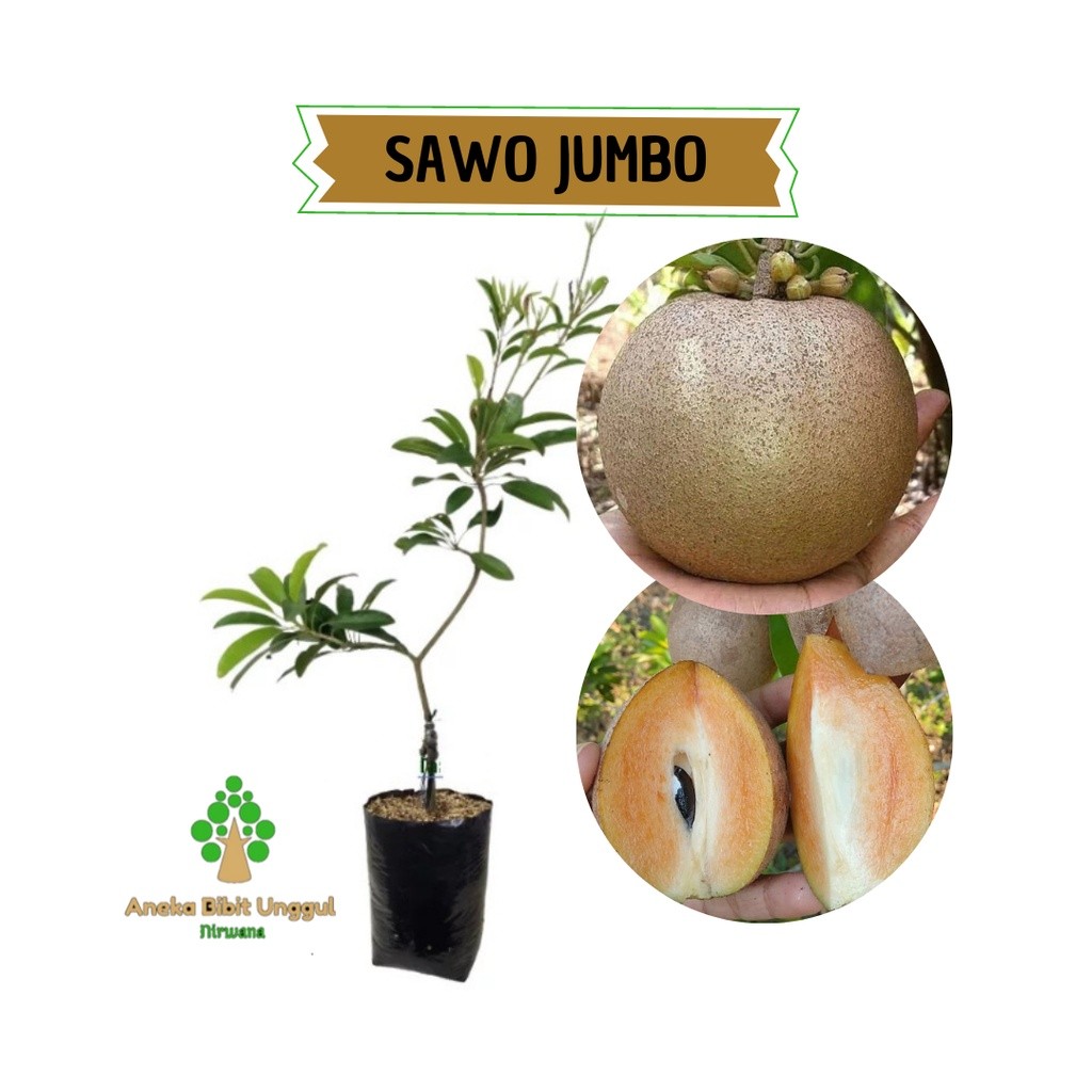 BIBIT SAWO JUMBO - BIBIT SAWO JUMBO CANGKOK SUPER Aneka bibit unggul