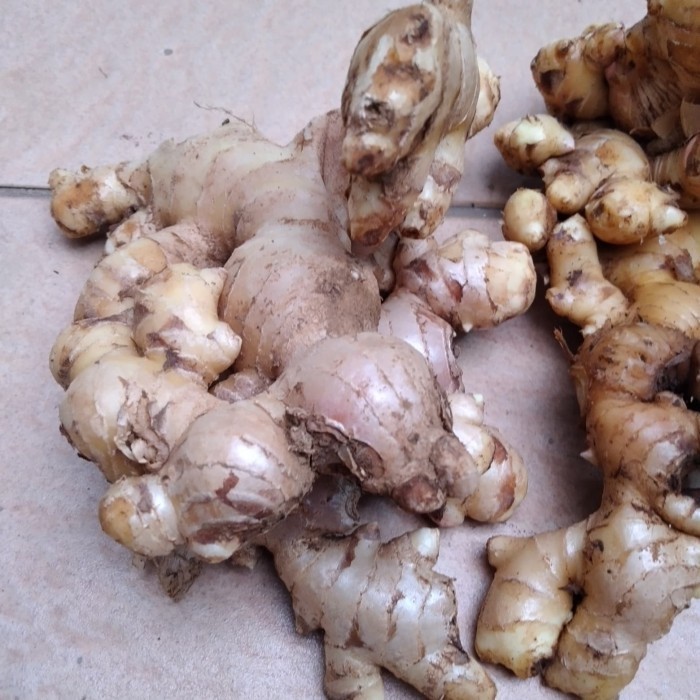 

Jahe Gajah Segar Jumbo 500Gram