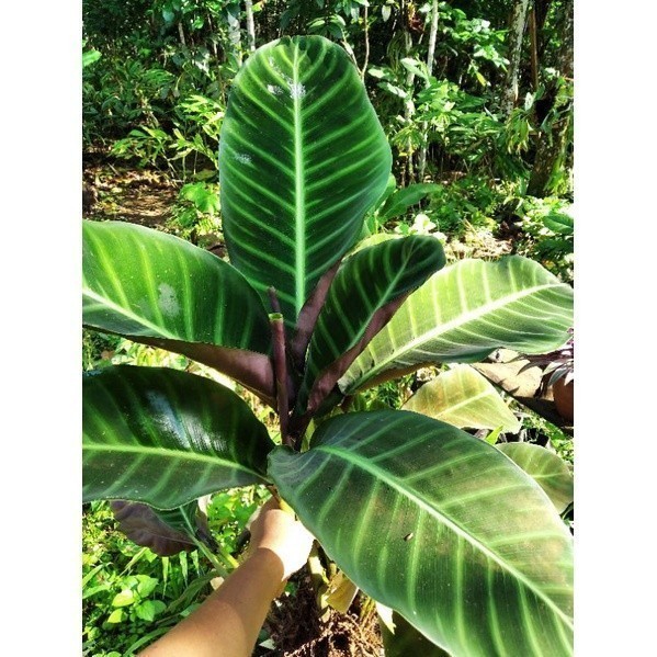 Promo Tanaman hias calatea zebrina-tanaman zebrina COD Lestari_Desaku