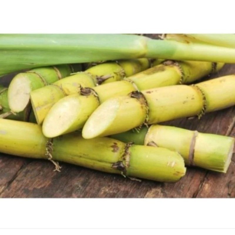 

promo 1kg tebu kuning mnais (fresh)