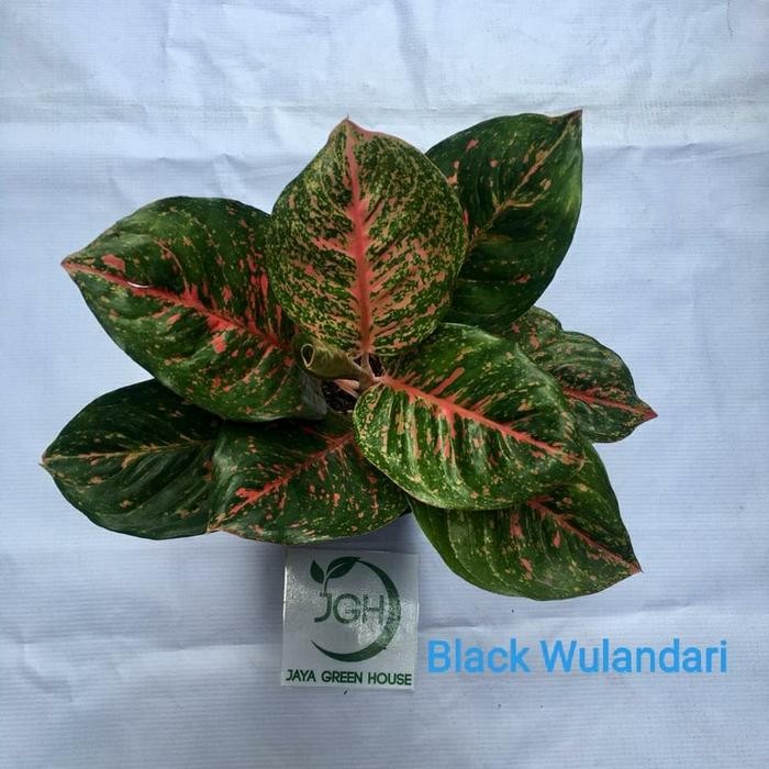 Aglonema Black Wulandari