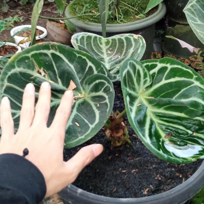 anthurium dorayaki ori