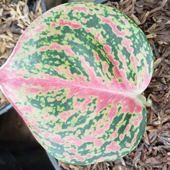 AGLONEMA MURAH ANAKAN PAKET 2