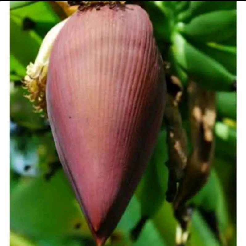 

promo jantung pisang kepok