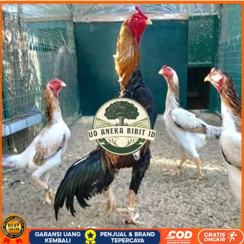 

TELUR AYAM SHAMO EROPA PURE LINE UNTUK DI TETASKAN UD ANEKA BIBIT ID