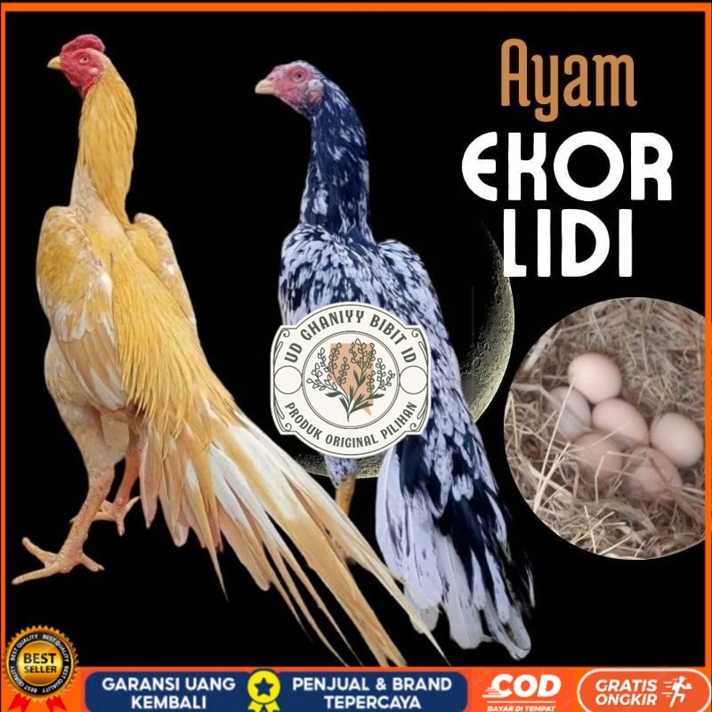 

telur ayam ekor lidi asli original bisa untuk di tetaskan UD GHANIYY BIBIT ID