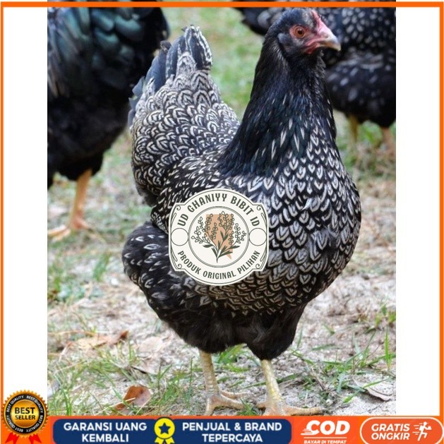 

TELUR AYAM KUP KAMPUNG UNGGUL PETELUR UNTUK DI TETASKAN UD GHANIYY BIBIT ID