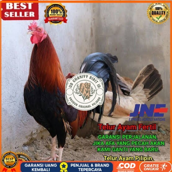 

Telur ayam hias pilipin fertil siap ditetaskan Langsung UD GHANIYY BIBIT ID