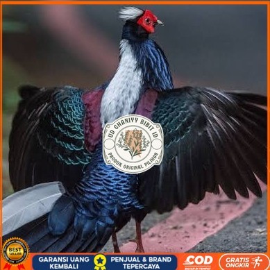 

Telur ayam hias ringneck swinhoe pheasant fertil asli UD GHANIYY BIBIT ID