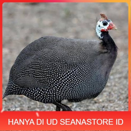 

Telur ayam mutiara / telur ayam hias / telur fertil siap kirim UD SEANASTORE ID
