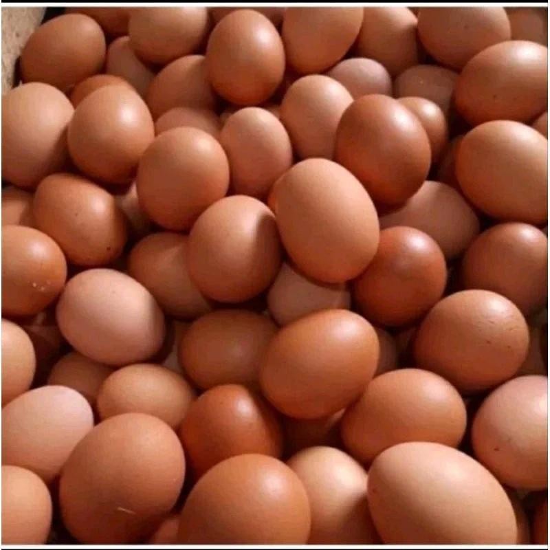 

telor ayam per pack isi 10 butir , gratis ples mika telor