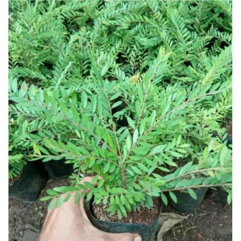 Tanaman hias cendrawasih - pohon cendrawasih