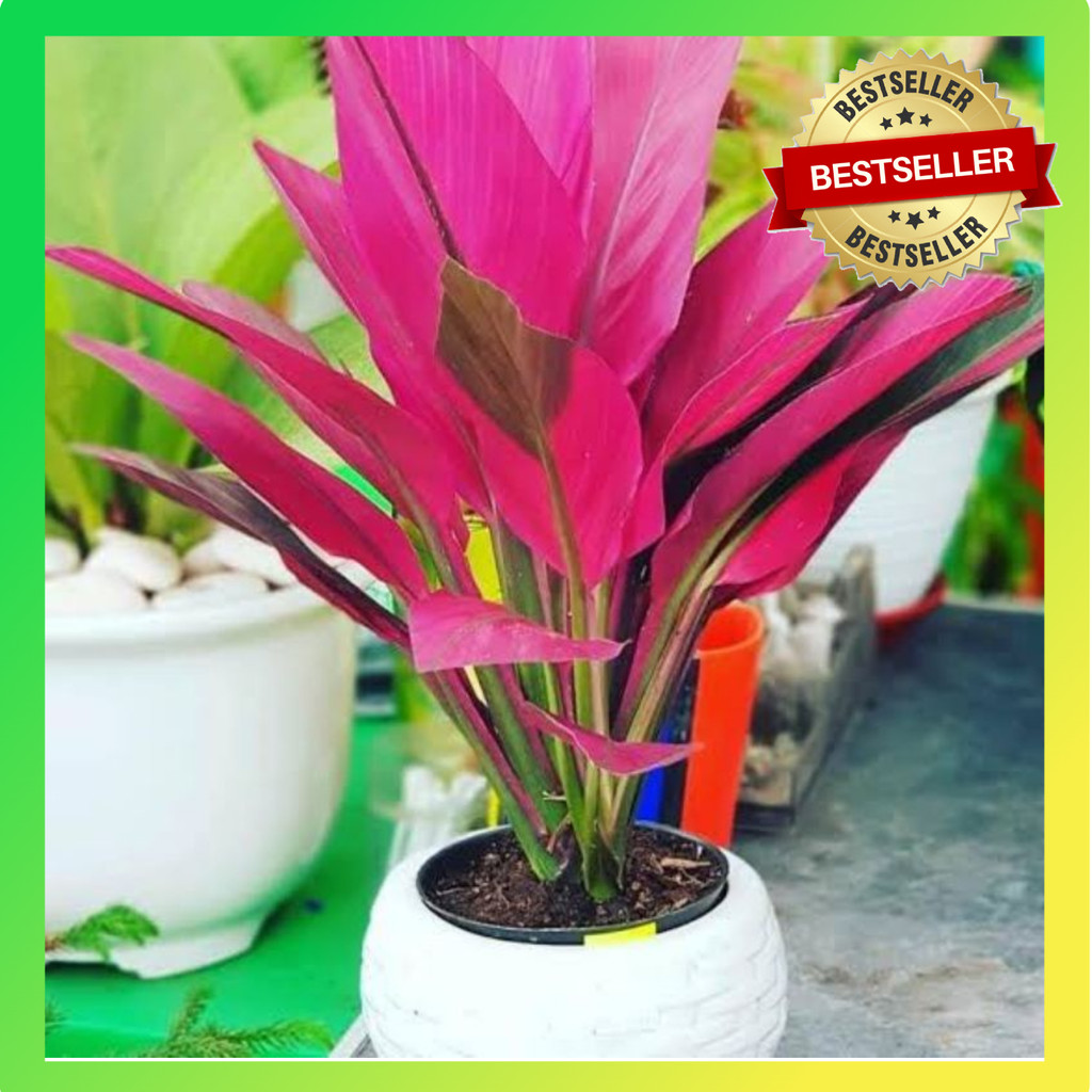 tanaman hias hanjuang merah / tanaman andong merah /  pohon andong / pohon hanjuang