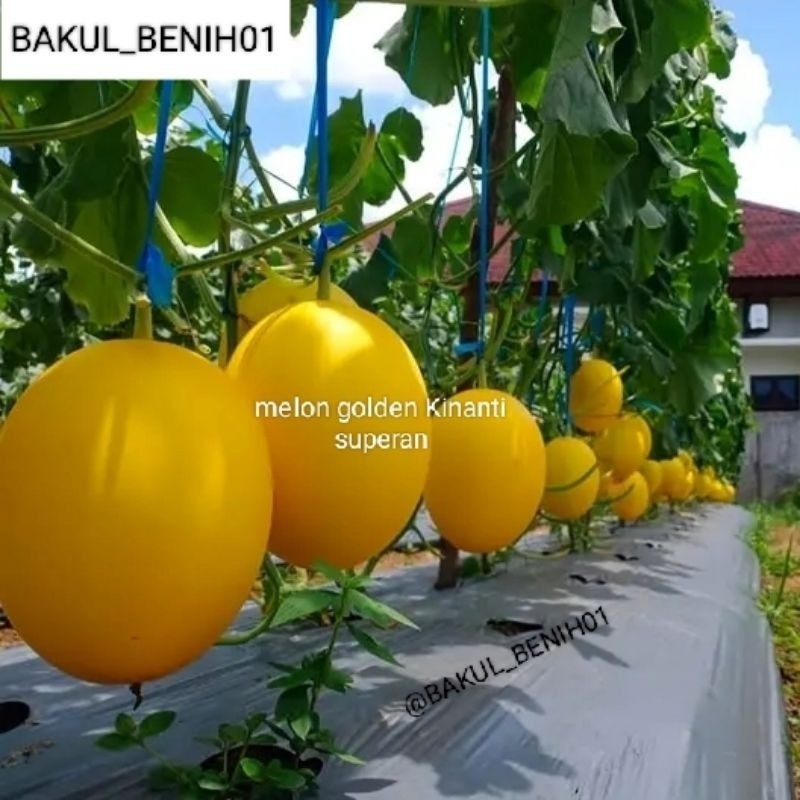 READY!! ! 100++ BENIH MELON GOLDEN KINANTI BIBIT UNGGUL