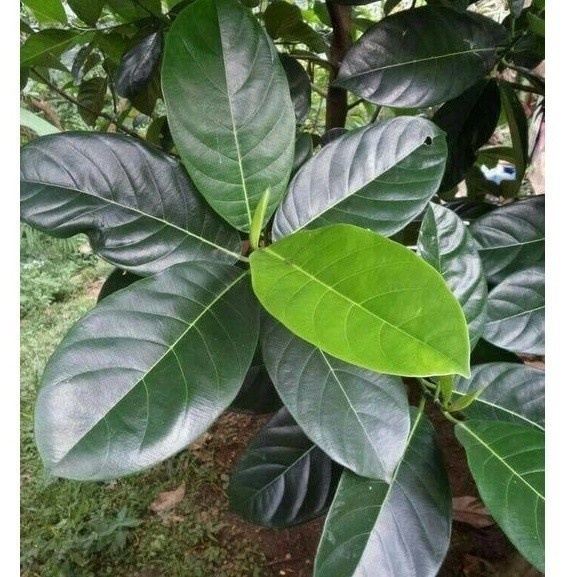 

Jual Promo 1 Kg Daun Nangka Segar Kesehatan Herbal Diabetes Kangker DLL YL
