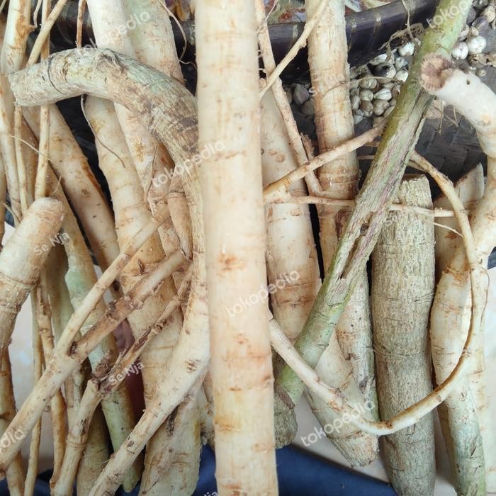 

AKAR PEPAYA SEGAR / AKAR GANDUL GEDANG 250 gram