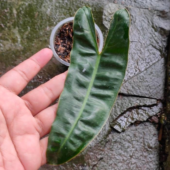 philodendron billietiae