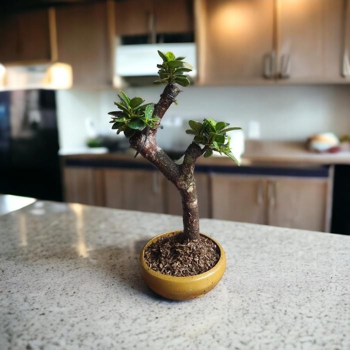 bonsai beringin mangkok micro siap pajang