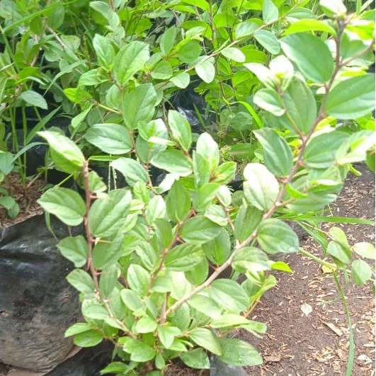 Bibit Bidara Arab Pohon Bidara Tanaman Bidara