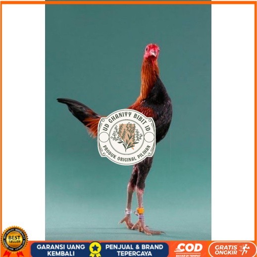 

TELUR AYAM HIAS MGB MODERN GAME BANTAM UNTUK DI TETASKAN UD GHANIYY BIBIT ID