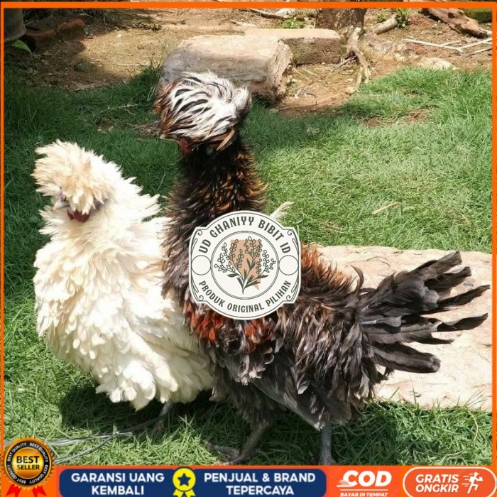 

Telur ayam poland / telur ayam hias / telur fertil siap tetas UD GHANIYY BIBIT ID