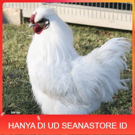 

Telur ayam kapas / telur ayam hias / telur fertil siap tetas UD SEANASTORE ID