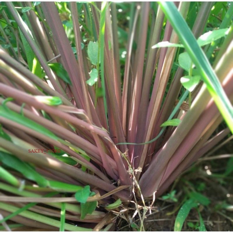 sereh lanang sereh merah wangi 1kg