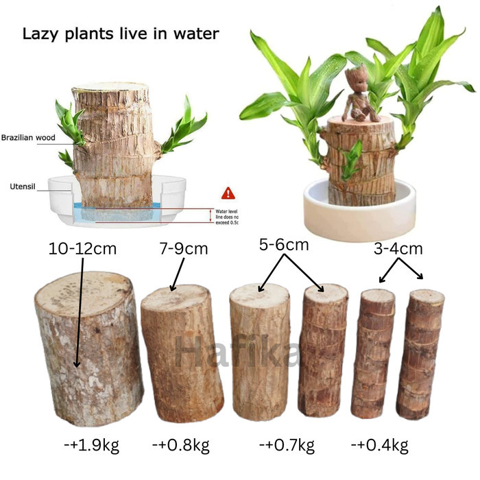 

Dracaena Fragrance Brazilian wood Plant Bibit Tanaman Stek Batang Pohon Hanjuang Hijau Bahan Bonsai - 15 cm, 3-5 cm