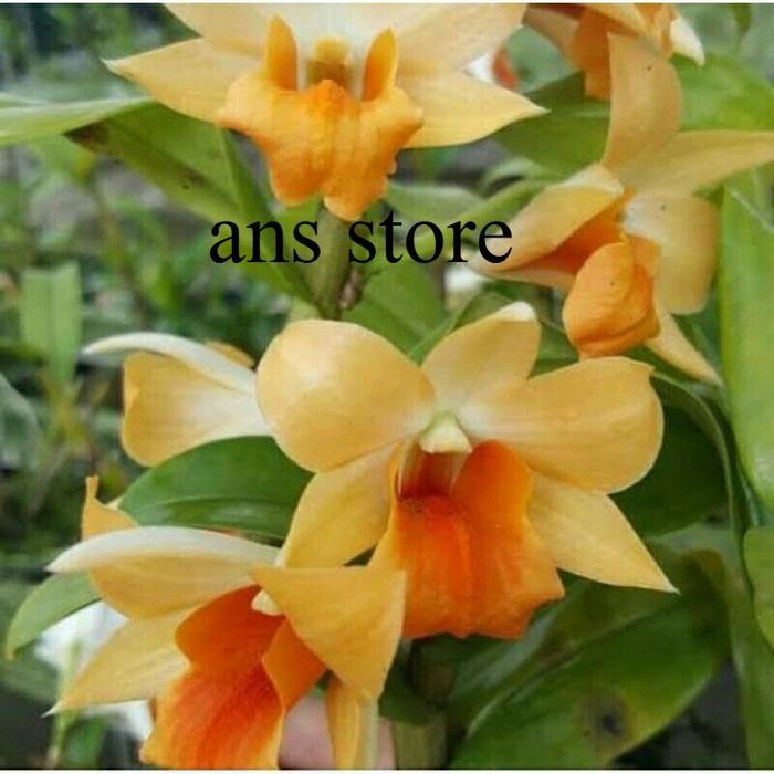 SEEDLING ANGGREK DENDROBIUM ORANGE FROSTY