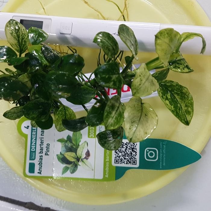anubias pinto MP